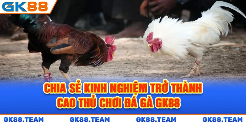 chia-se-kinh-nghiem-tro-thanh-cao-thu-choi-da-ga-gk88