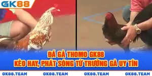 da-ga-thomo-gk88-keo-hay-phat-song-tu-truong-ga-uy-tin