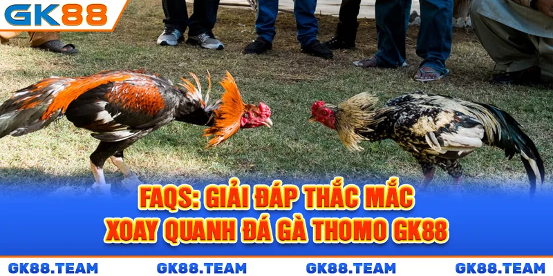 faqs-giai-dap-thac-mac-xoay-quanh-da-ga-thomo-gk88