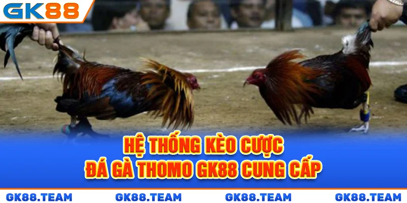 he-thong-keo-cuoc-da-ga-thomo-gk88-cung-cap