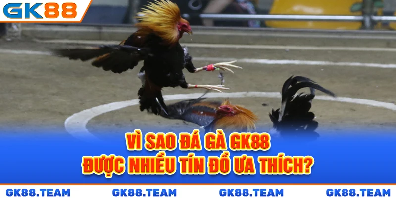 vi-sao-da-ga-gk88-duoc-nhieu-tin-do-ua-thich